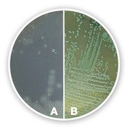 Listeria chromogener Agar (Basis), 500 g