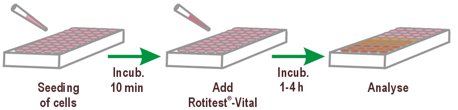 0069_RotitestVital-Ablaufschema