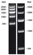 DNA-Marker short-run 1