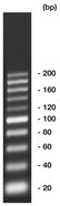20 bp-DNA-Leiter