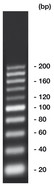 Échelle d’ADN 20 bp