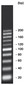 20 bp-DNA-Ladder