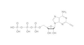 2-Ethynyl-ATP (2-EATP), 10 µl