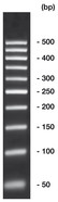 50 bp-DNA-Leiter