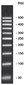 50 bp-DNA-Ladder