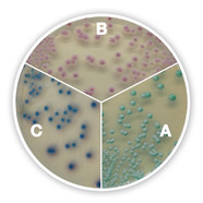 Candida chromogener Agar plus, 100 g