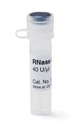 Inhibiteur de la RNAse, 250 µl