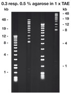 Agarose Pulsed-Field, 250 g