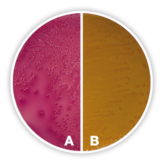 Figure: A: Escherichia coli ATCC 25922. 