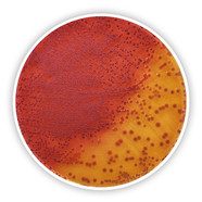 Yersinia Selective Agar (Base)