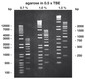 Agarose Low Melt, 5 g