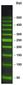 50 bp-DNA-Fluoro-Ladder