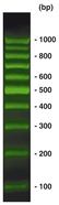 100 bp-DNA-Leiter SYBR<sup>&reg;</sup> Green