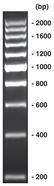 200 bp-DNA-Leiter