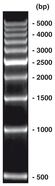 500 bp-DNA-Leiter