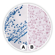 Coliforms chromogenic Agar (ISO)