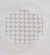 PetriSticker&trade; Square grid, 100