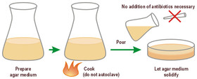 LB-Agar (Luria/Miller) / Amp100, 1 kg