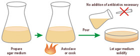 LB-Agar (Lennox) / Kana50, 1 kg