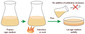 LB-Agar (Lennox) / Kana50, 500 g