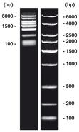 DNA-Marker short-run <I>extended</I>