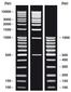 DNA-Ladder combi