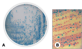 Coliforme chromogener Agar, 100 g