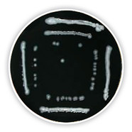 Legionella, agar pour (base)