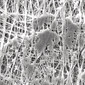 Filtres à membrane Fluoropore&trade; PTFE avec trame laminée, 0,50 µm, &#216;: 13 mm