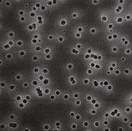 Membrane filters Isopore&trade; Polycarbonate, 0,40 µm, &#216;: 47 mm, white