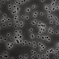 Membranfilter Isopore&trade; Polycarbonat, 0,40 µm, &#216;: 25 mm, schwarz