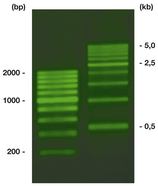 ROTI<sup>&reg;</sup>Load DNAstain 1 SYBR<sup>&reg;</sup> vert, 1.8 ml, 1 x 1.8 ml