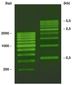ROTI<sup>&reg;</sup>Load DNAstain 2 SYBR<sup>&reg;</sup> Green, 9.0 ml, 5 x 1.8 ml