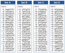 ROTH Random-Primer-Set C