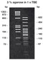 Agarose LM/PCR, 250 g