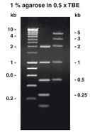 Agarose-Tablets, 600 stuks, blister