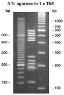 Agarose High Resolution, 10 g