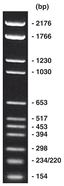 Marqueur d’ADN pBR328 prêt&nbsp;à&nbsp;l’emploi, 500 µl, 1 x 0,5 ml