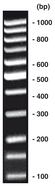 Échelle d’ADN 100 bp <I>equalized</I>, 80 µg, 4 x 20 µg