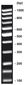 100 bp-DNA-Ladder <I>equalized</I>, 20 µg, 1 x 20 µg