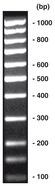 Échelle d’ADN 100 bp <I>équimolaire</I>, 200 µg, 4 x 50 µg