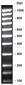 100 bp-DNA-Ladder <I>equimolar</I>, 200 µg, 4 x 50 µg
