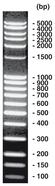 100 bp-DNA-Ladder <I>extended</I>, 50 µg, 1 x 50 µg