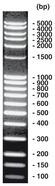 Échelle d’ADN 100 bp <I>extended</I>, 200 µg, 4 x 50 µg