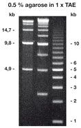 Agarose Broad Range, 10 g