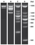 Marqueur PCR ADN<I>score</I>