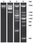 Marqueur PCR ADN<I>score</I>