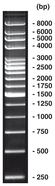 250 bp-DNA-Leiter