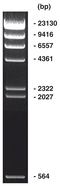 Marqueur d’ADN Lambda Hind III