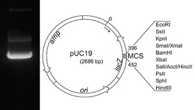 Plasmid-DNA pUC19